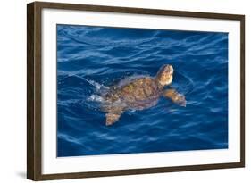 Juvenile Loggerhead Turtle (Caretta Caretta) Swimming with Head Raised Above the Sea Surface-Mick Baines-Framed Photographic Print