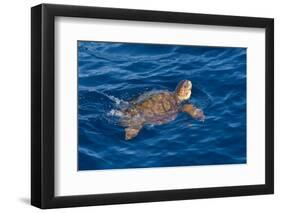 Juvenile Loggerhead Turtle (Caretta Caretta) Swimming with Head Raised Above the Sea Surface-Mick Baines-Framed Premium Photographic Print