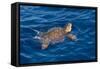 Juvenile Loggerhead Turtle (Caretta Caretta) Swimming with Head Raised Above the Sea Surface-Mick Baines-Framed Stretched Canvas