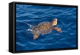 Juvenile Loggerhead Turtle (Caretta Caretta) Swimming with Head Raised Above the Sea Surface-Mick Baines-Framed Stretched Canvas