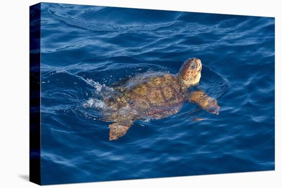 Juvenile Loggerhead Turtle (Caretta Caretta) Swimming with Head Raised Above the Sea Surface-Mick Baines-Stretched Canvas