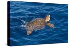 Juvenile Loggerhead Turtle (Caretta Caretta) Swimming with Head Raised Above the Sea Surface-Mick Baines-Stretched Canvas