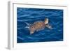 Juvenile Loggerhead Turtle (Caretta Caretta) Swimming with Head Raised Above the Sea Surface-Mick Baines-Framed Photographic Print