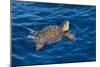 Juvenile Loggerhead Turtle (Caretta Caretta) Swimming with Head Raised Above the Sea Surface-Mick Baines-Mounted Photographic Print