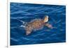 Juvenile Loggerhead Turtle (Caretta Caretta) Swimming with Head Raised Above the Sea Surface-Mick Baines-Framed Photographic Print