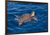 Juvenile Loggerhead Turtle (Caretta Caretta) Swimming with Head Raised Above the Sea Surface-Mick Baines-Framed Photographic Print