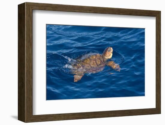 Juvenile Loggerhead Turtle (Caretta Caretta) Swimming with Head Raised Above the Sea Surface-Mick Baines-Framed Photographic Print