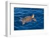 Juvenile Loggerhead Turtle (Caretta Caretta) Swimming with Head Raised Above the Sea Surface-Mick Baines-Framed Photographic Print