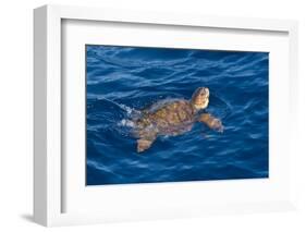 Juvenile Loggerhead Turtle (Caretta Caretta) Swimming with Head Raised Above the Sea Surface-Mick Baines-Framed Photographic Print