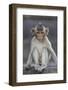 Juvenile Long-Tailed Macaque (Macaca Fascicularis) at Monkey Temple-Mark Macewen-Framed Photographic Print