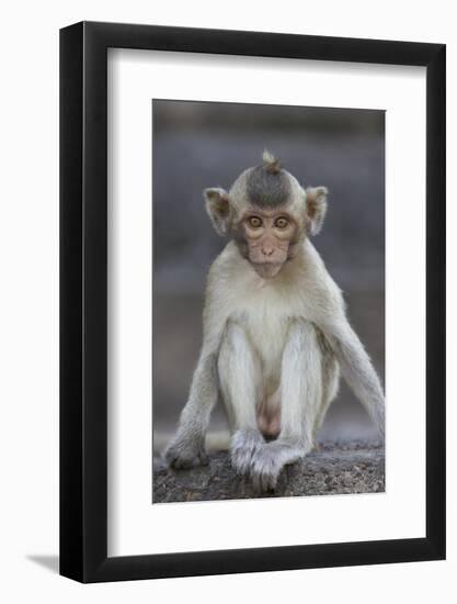 Juvenile Long-Tailed Macaque (Macaca Fascicularis) at Monkey Temple-Mark Macewen-Framed Photographic Print