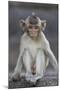 Juvenile Long-Tailed Macaque (Macaca Fascicularis) at Monkey Temple-Mark Macewen-Mounted Photographic Print