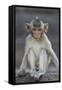 Juvenile Long-Tailed Macaque (Macaca Fascicularis) at Monkey Temple-Mark Macewen-Framed Stretched Canvas