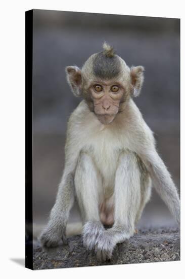 Juvenile Long-Tailed Macaque (Macaca Fascicularis) at Monkey Temple-Mark Macewen-Stretched Canvas