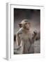 Juvenile Long-Tailed Macaque (Macaca Fascicularis) Flossing its Teeth with String-Mark Macewen-Framed Photographic Print