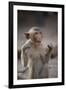 Juvenile Long-Tailed Macaque (Macaca Fascicularis) Flossing its Teeth with String-Mark Macewen-Framed Photographic Print