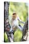 Juvenile Male Proboscis Monkey (Nasalis Larvatus)-Louise Murray-Stretched Canvas