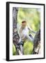 Juvenile Male Proboscis Monkey (Nasalis Larvatus)-Louise Murray-Framed Photographic Print