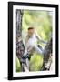 Juvenile Male Proboscis Monkey (Nasalis Larvatus)-Louise Murray-Framed Photographic Print