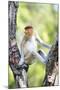 Juvenile Male Proboscis Monkey (Nasalis Larvatus)-Louise Murray-Mounted Photographic Print