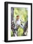 Juvenile Male Proboscis Monkey (Nasalis Larvatus)-Louise Murray-Framed Photographic Print