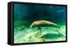 Juvenile Manatee Swimming in Clear Water in Crystal River, Florida-James White-Framed Stretched Canvas