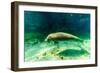 Juvenile Manatee Swimming in Clear Water in Crystal River, Florida-James White-Framed Photographic Print