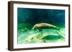 Juvenile Manatee Swimming in Clear Water in Crystal River, Florida-James White-Framed Photographic Print