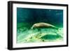 Juvenile Manatee Swimming in Clear Water in Crystal River, Florida-James White-Framed Photographic Print