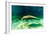 Juvenile Manatee Swimming in Clear Water in Crystal River, Florida-James White-Framed Photographic Print