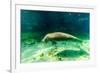 Juvenile Manatee Swimming in Clear Water in Crystal River, Florida-James White-Framed Photographic Print