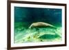 Juvenile Manatee Swimming in Clear Water in Crystal River, Florida-James White-Framed Photographic Print