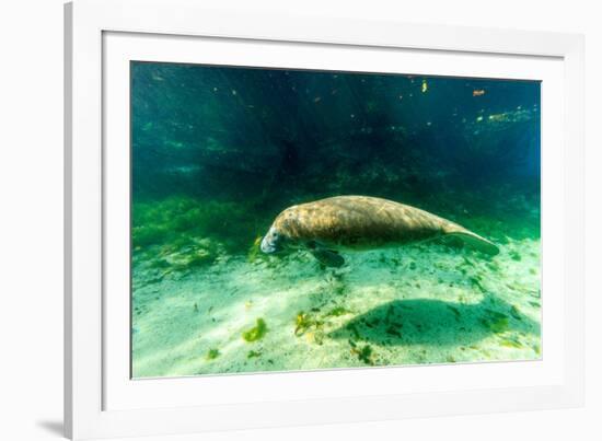 Juvenile Manatee Swimming in Clear Water in Crystal River, Florida-James White-Framed Photographic Print