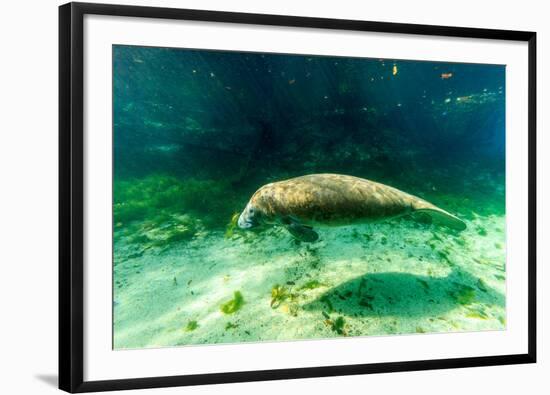 Juvenile Manatee Swimming in Clear Water in Crystal River, Florida-James White-Framed Photographic Print