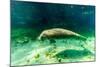 Juvenile Manatee Swimming in Clear Water in Crystal River, Florida-James White-Mounted Photographic Print