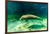 Juvenile Manatee Swimming in Clear Water in Crystal River, Florida-James White-Framed Photographic Print