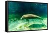 Juvenile Manatee Swimming in Clear Water in Crystal River, Florida-James White-Framed Stretched Canvas