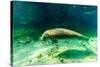 Juvenile Manatee Swimming in Clear Water in Crystal River, Florida-James White-Stretched Canvas