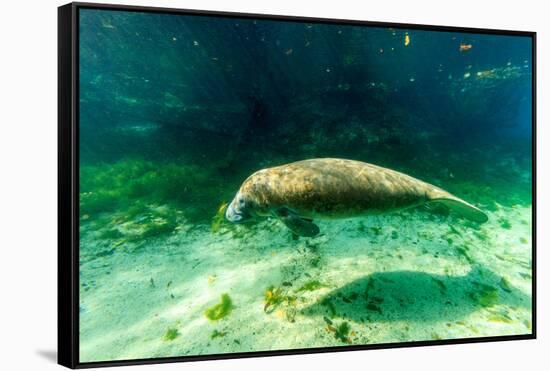 Juvenile Manatee Swimming in Clear Water in Crystal River, Florida-James White-Framed Stretched Canvas