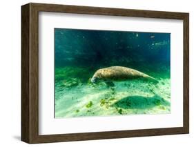 Juvenile Manatee Swimming in Clear Water in Crystal River, Florida-James White-Framed Photographic Print