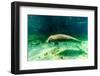 Juvenile Manatee Swimming in Clear Water in Crystal River, Florida-James White-Framed Photographic Print