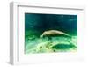 Juvenile Manatee Swimming in Clear Water in Crystal River, Florida-James White-Framed Photographic Print