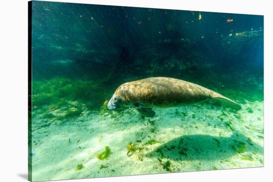 Juvenile Manatee Swimming in Clear Water in Crystal River, Florida-James White-Stretched Canvas