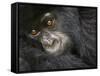 Juvenile Mountain Gorilla of the Umubano Group, Volcanoes National Park, Rwanda-Ralph H. Bendjebar-Framed Stretched Canvas