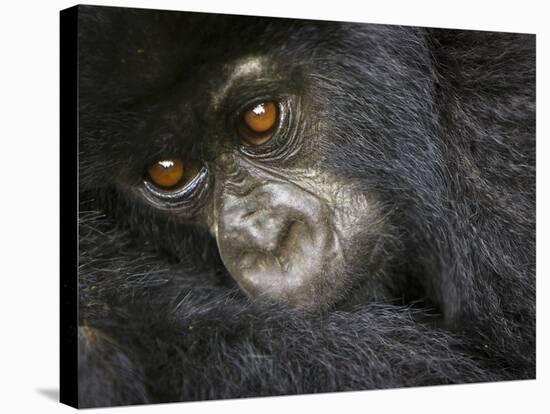 Juvenile Mountain Gorilla of the Umubano Group, Volcanoes National Park, Rwanda-Ralph H. Bendjebar-Stretched Canvas