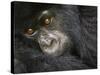 Juvenile Mountain Gorilla of the Umubano Group, Volcanoes National Park, Rwanda-Ralph H. Bendjebar-Stretched Canvas