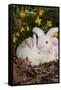 Juvenile New Zealand Rabbit in Easter Basket Among Daffodils and Lavender Tulips, Union-Lynn M^ Stone-Framed Stretched Canvas