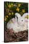 Juvenile New Zealand Rabbit in Easter Basket Among Daffodils and Lavender Tulips, Union-Lynn M^ Stone-Stretched Canvas