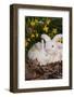 Juvenile New Zealand Rabbit in Easter Basket Among Daffodils and Lavender Tulips, Union-Lynn M^ Stone-Framed Photographic Print