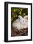 Juvenile New Zealand Rabbit in Easter Basket Among Daffodils and Lavender Tulips, Union-Lynn M^ Stone-Framed Photographic Print